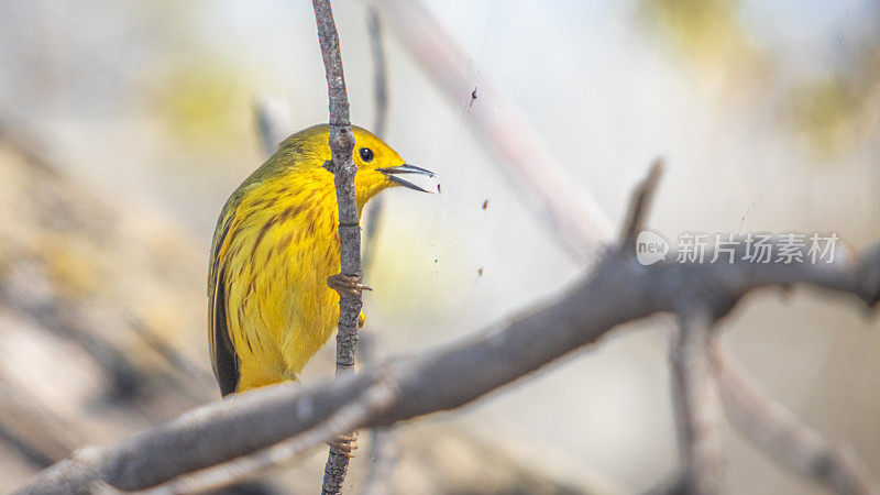 美洲黄莺，Reinita de Manglar， (Setophaga petechia)，黄莺。